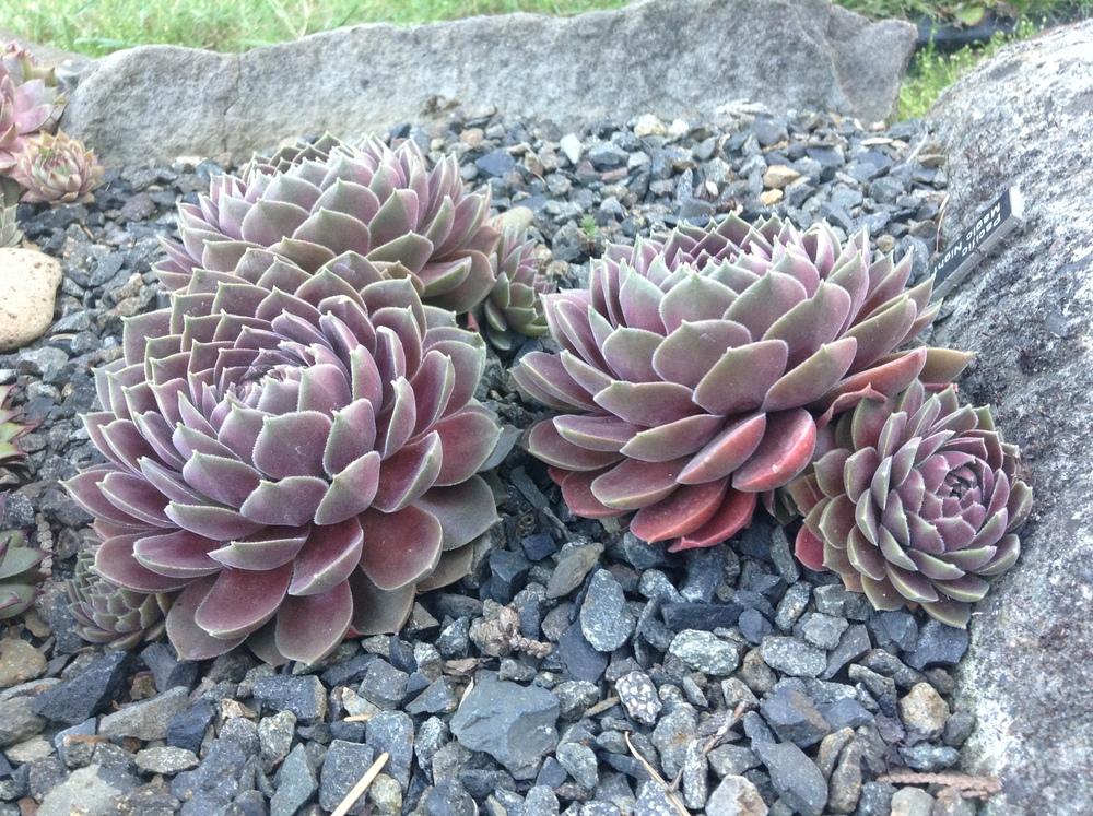 Photo of Hen and Chicks (Sempervivum 'Pacific Magic Night') uploaded by tcstoehr
