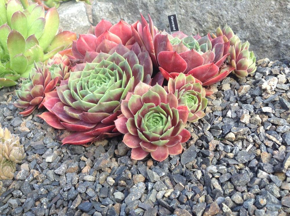 Photo of Hen and Chicks (Sempervivum 'Grunrand') uploaded by tcstoehr