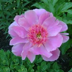 Location: My Garden, Ontario, Canada
Date: 2016-01-03
This peony does not require staking.