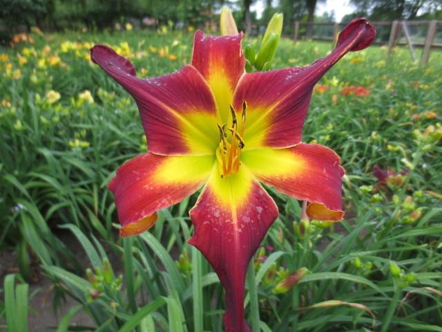 Photo of Daylily (Hemerocallis 'Redneck Red') uploaded by Caruso