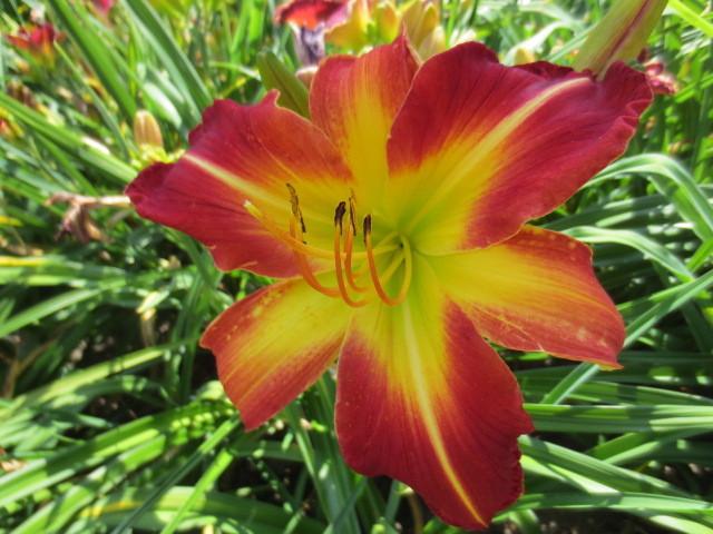 Photo of Daylily (Hemerocallis 'Red Skeletons') uploaded by Caruso