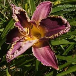 Location: Private Daylily Garden, MI
Date: 2012-08-06
Don't know why the bloom was curled up.