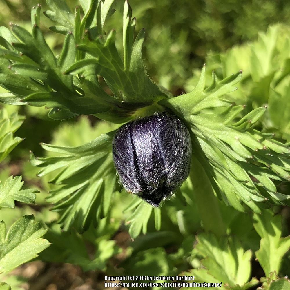 Photo of Grecian Windflower (Anemone coronaria 'Lord Lieutenant') uploaded by HamiltonSquare