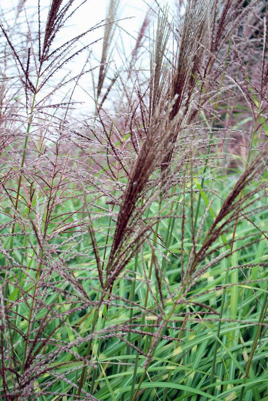 Photo of Zebra Grass (Miscanthus sinensis 'Zebrinus') uploaded by RuuddeBlock