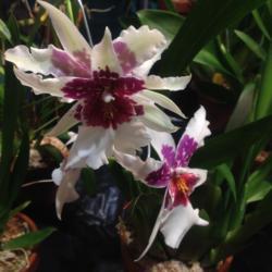 Location: Maryland Orchid Society Show and Sale
Date: 2018-03-09