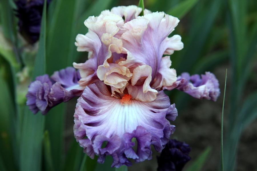 Photo of Tall Bearded Iris (Iris 'Photogenic') uploaded by dimson67