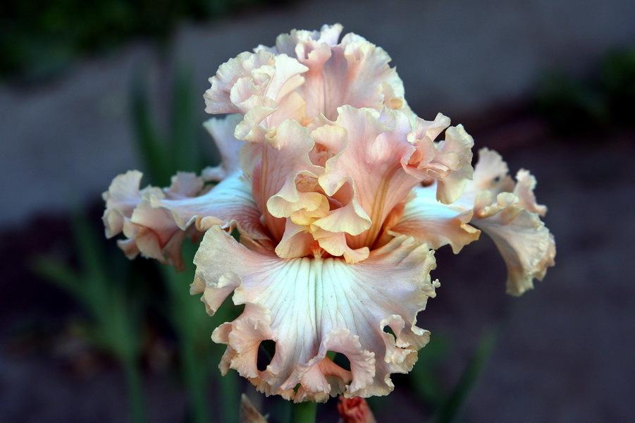 Photo of Tall Bearded Iris (Iris 'Kitty Kay') uploaded by dimson67