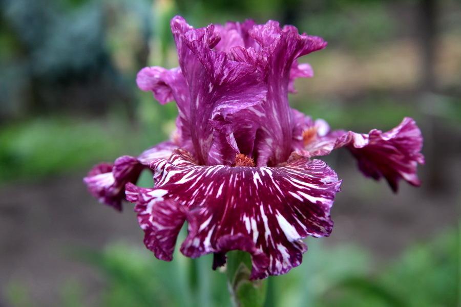 Photo of Tall Bearded Iris (Iris 'Peekaboo Zebu') uploaded by dimson67