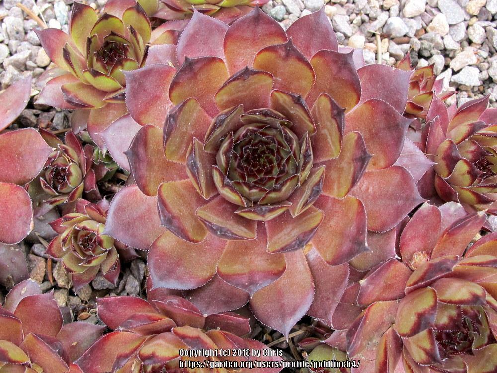Photo of Hen and Chicks (Sempervivum 'Red Rum') uploaded by goldfinch4