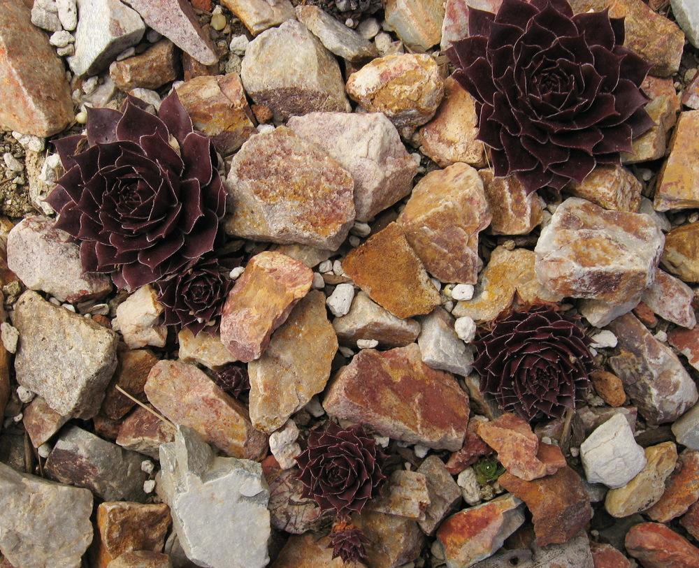 Photo of Hen and Chicks (Sempervivum 'Goedele') uploaded by plantmanager