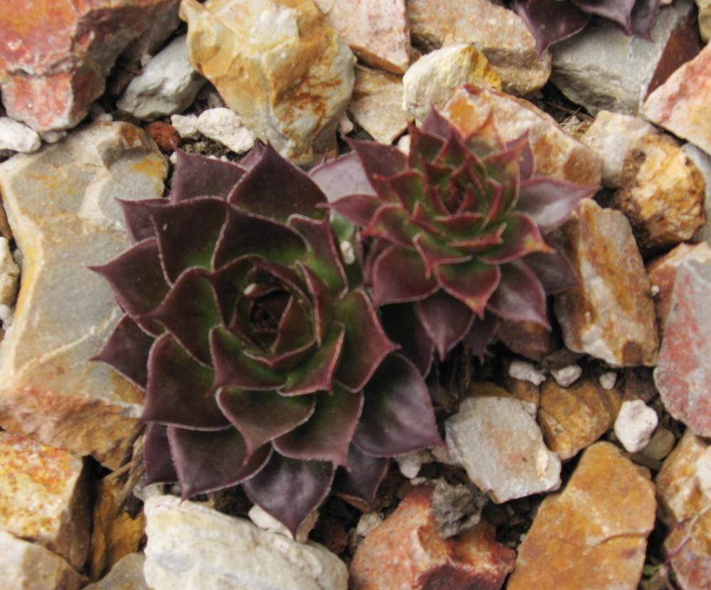 Photo of Hen and Chicks (Sempervivum 'Gipsy') uploaded by plantmanager