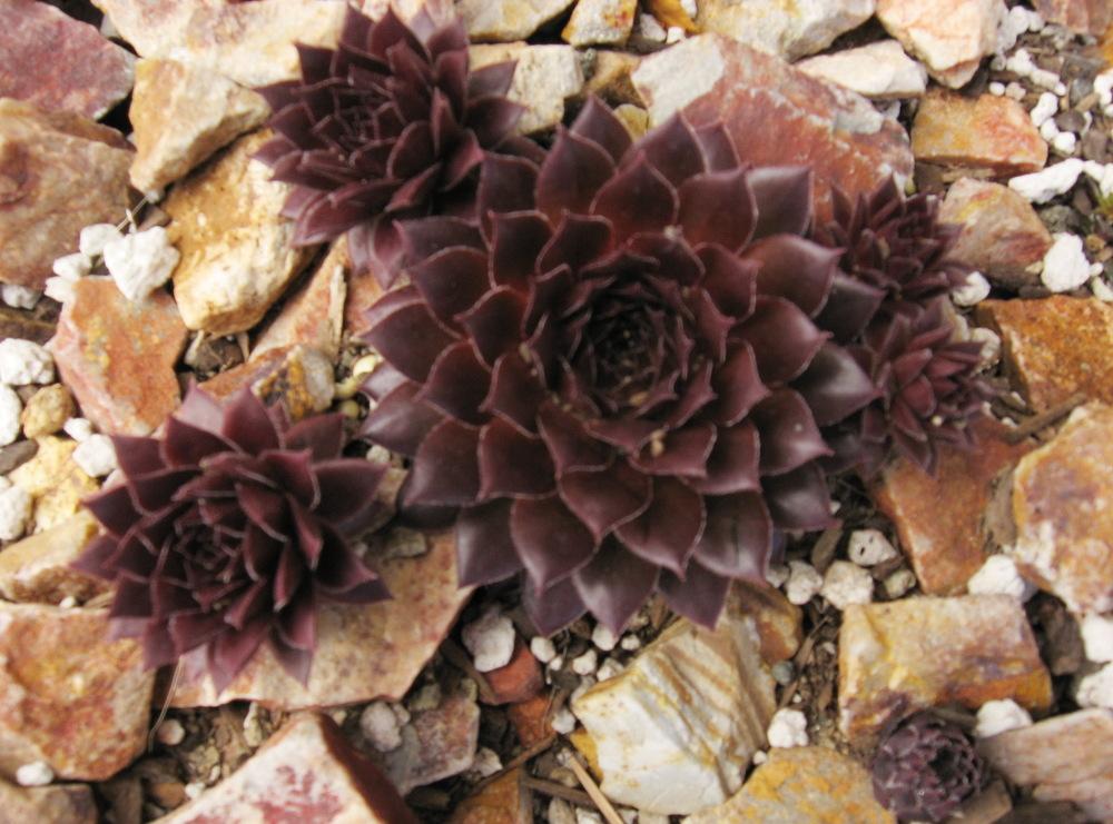 Photo of Hen and Chicks (Sempervivum 'Faramir') uploaded by plantmanager