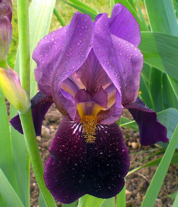 Photo of Tall Bearded Iris (Iris 'Cameroun') uploaded by IrisP