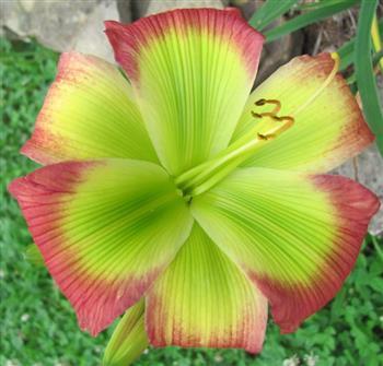 Photo of Daylily (Hemerocallis 'Search for Green Pastures') uploaded by Joy