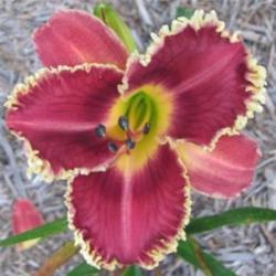 
Photo Courtesy of Lobo Rose and Daylily Gardens. Used with Permis