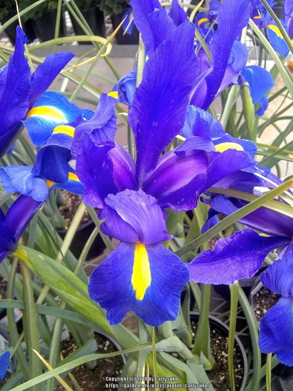 Photo of Dutch Iris (Iris x hollandica) uploaded by carlysuko