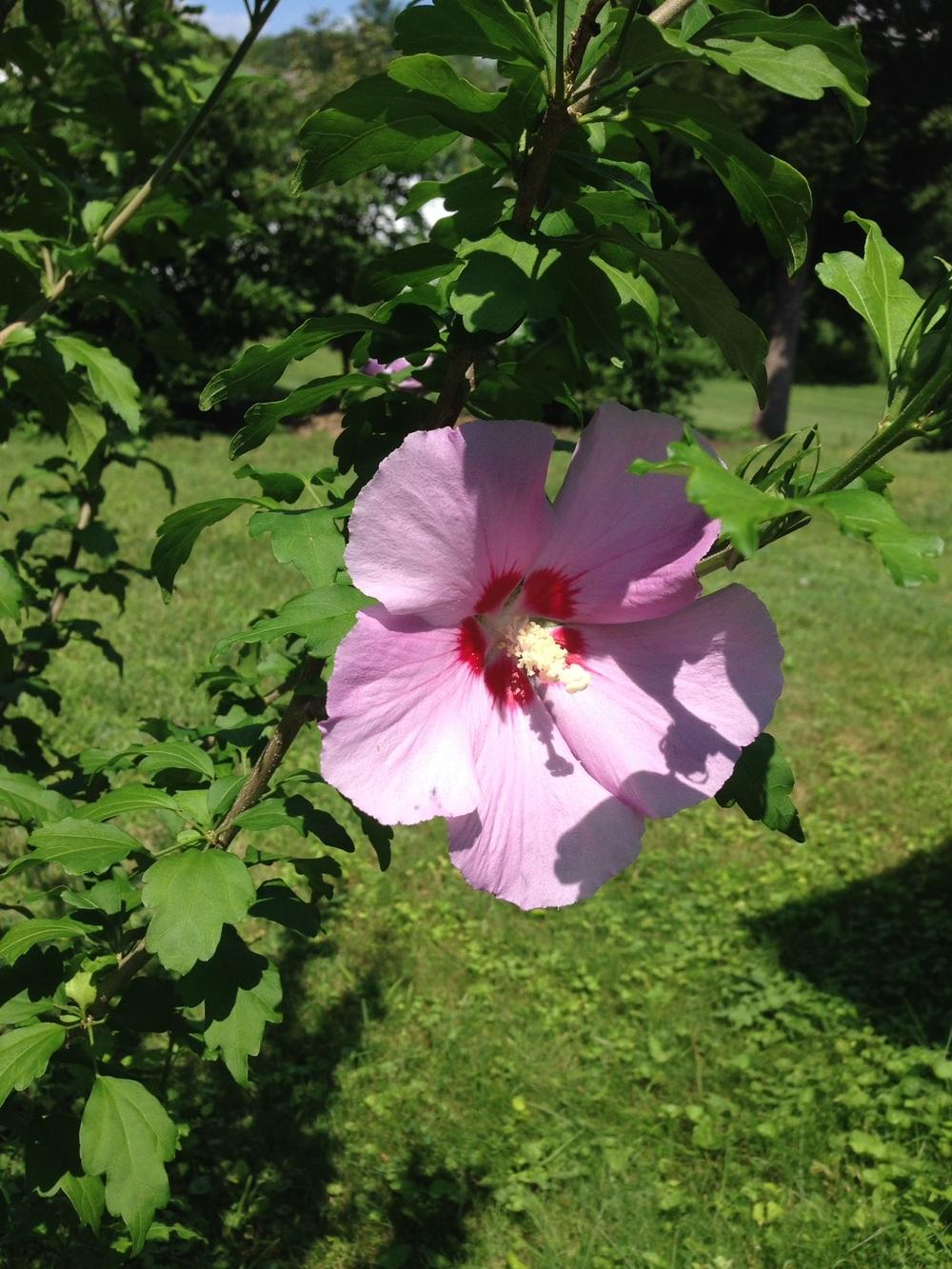 Photo of Roses of Sharon (Hibiscus syriacus) uploaded by gbosco