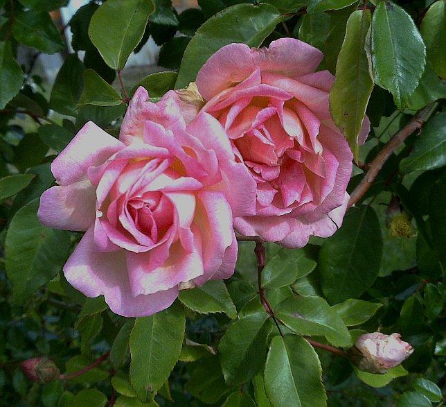 Photo of Rose (Rosa 'Leontine Gervais') uploaded by manueldalmeida