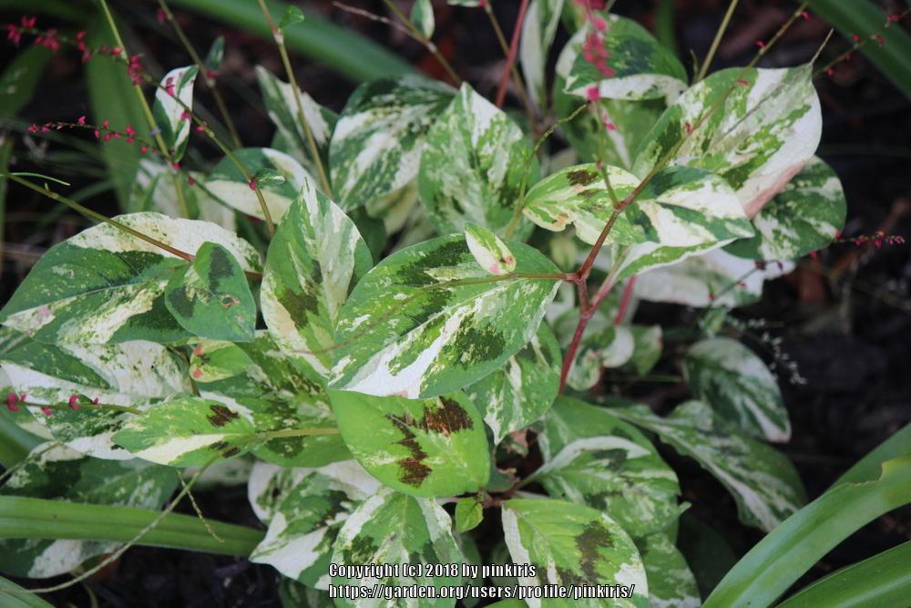 Photo of Variegated Knotweed (Persicaria virginiana 'Painter's Palette') uploaded by pinkiris