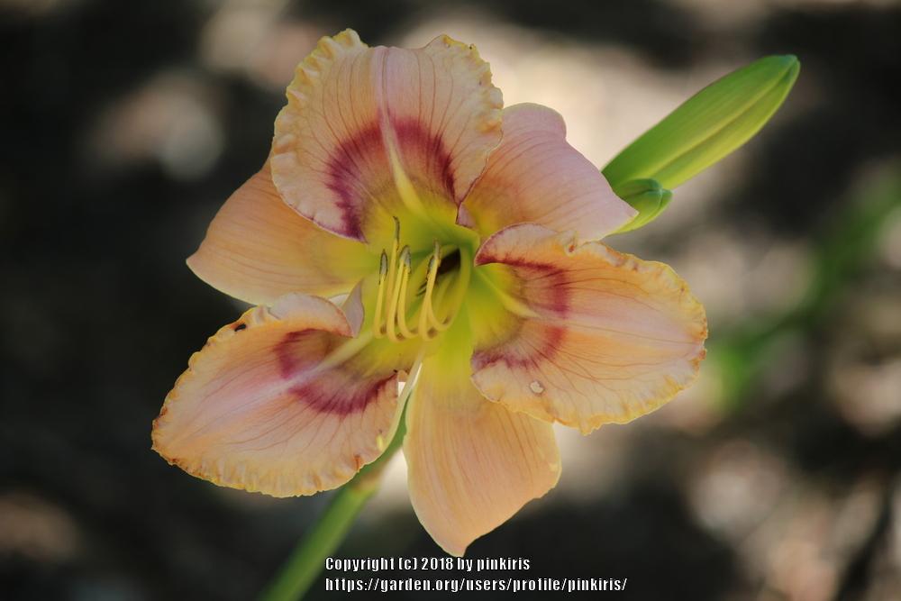 Photo of Daylily (Hemerocallis 'Mystical Rainbow') uploaded by pinkiris