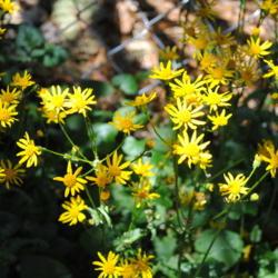 Location: Downingtown, Pennsylvania
Date: 2016-04-20
close-up of yellow flowers