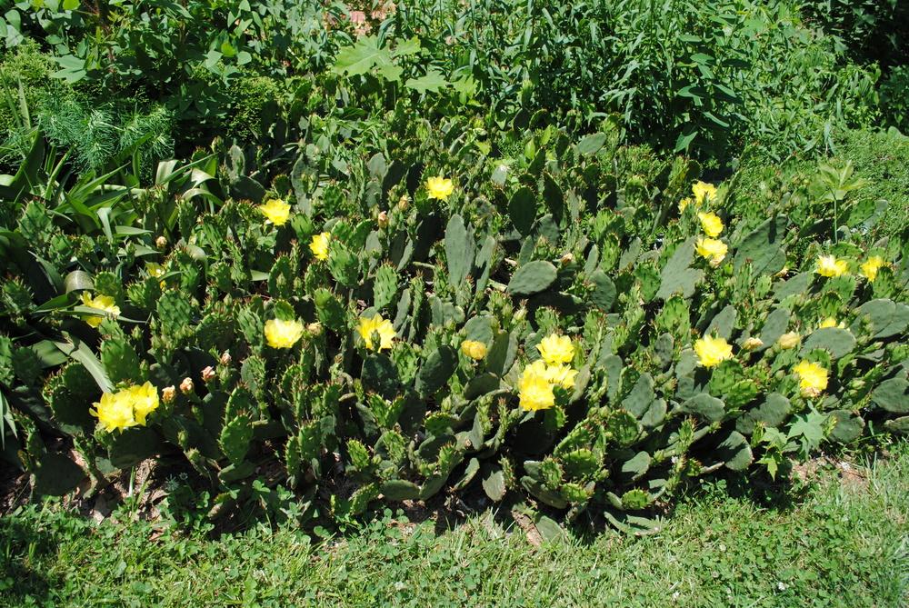 Photo of Eastern Prickly Pear (Opuntia humifusa) uploaded by ILPARW