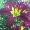 Photo Courtesy of Clement Daylily Gardens.