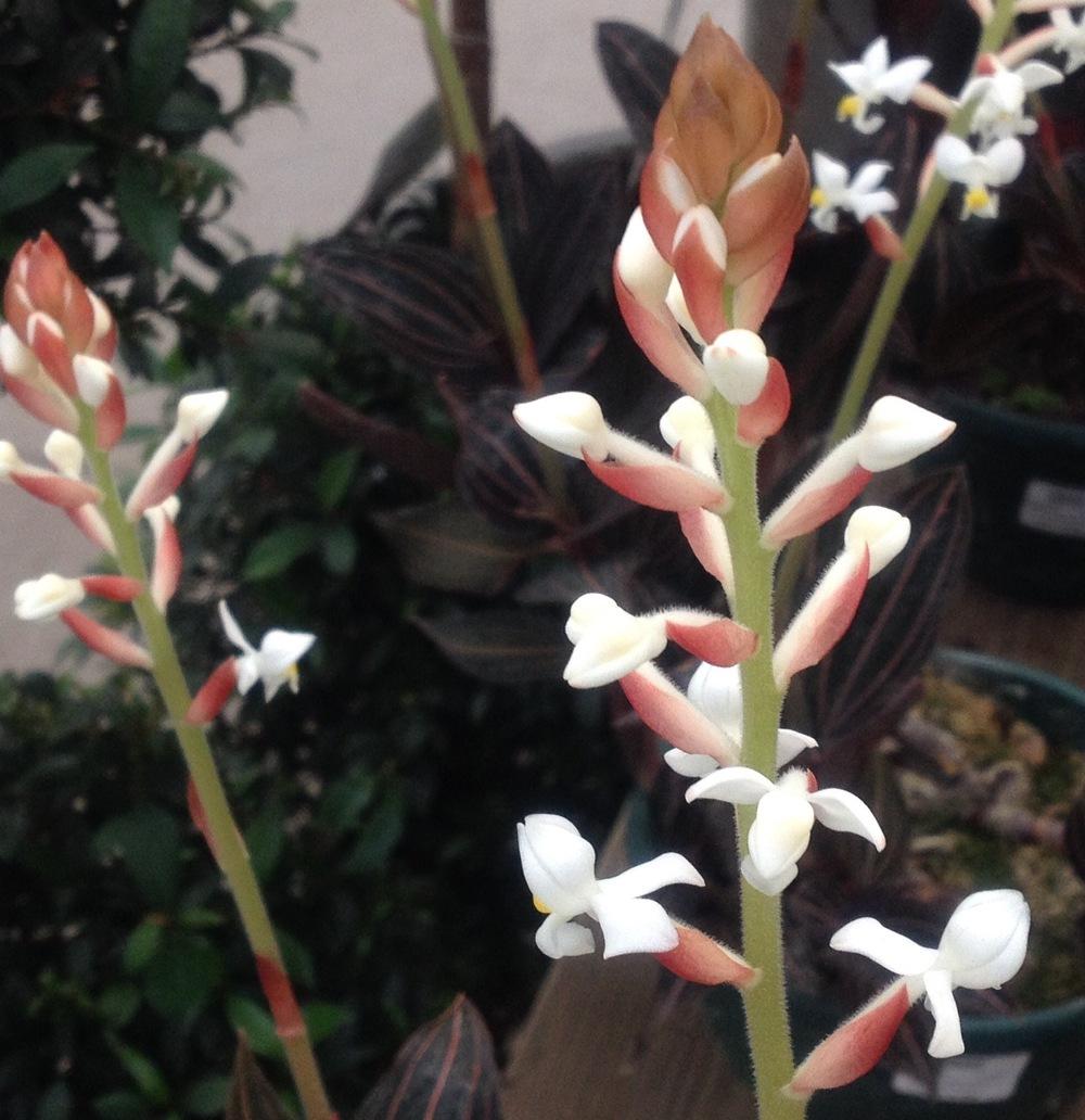 Photo of Jewel Orchid (Ludisia discolor) uploaded by csandt
