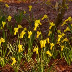 Location: Botanical Gardens of the State of Georgia...Athens, Ga
Date: 2018-03-10
Species Daffodil - Narcissus cyclamineus 004