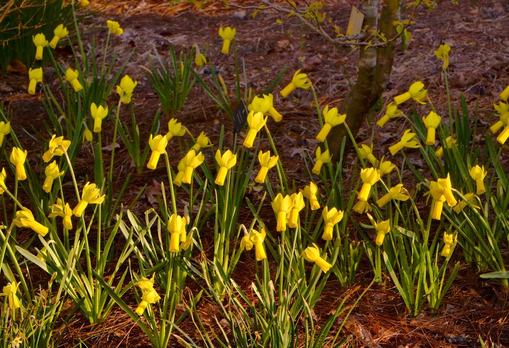 Photo of Cyclamen Daffodil (Narcissus cyclamineus) uploaded by dawiz1753