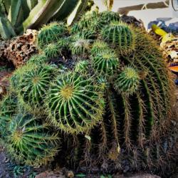 Location: Bach's Greenhouse Cactus Nursery
Date: 2017-12-13
Barrel Cactus with Branches created after predator damage.
