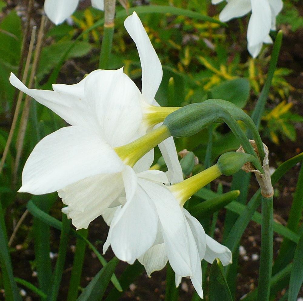 Photo of Triandrus Daffodil (Narcissus 'Thalia') uploaded by HemNorth