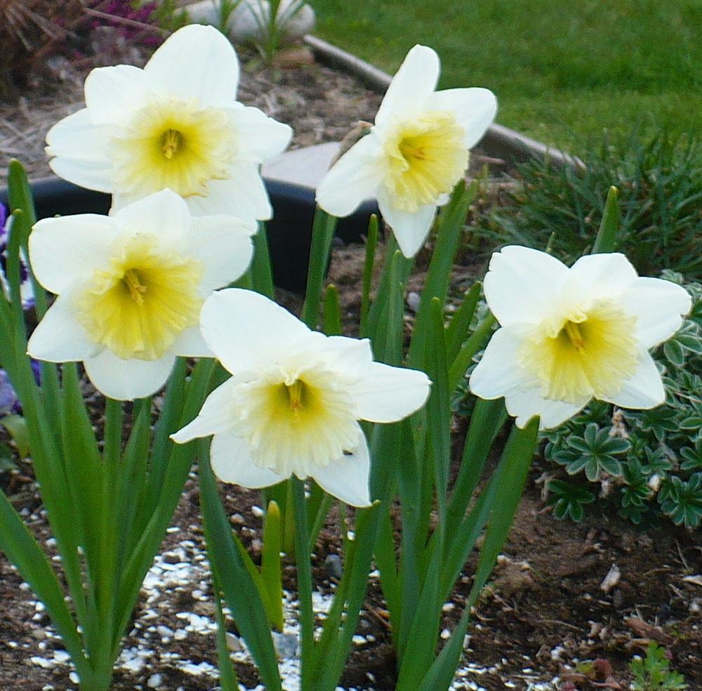 Photo of Large-Cupped Daffodil (Narcissus 'Ice Follies') uploaded by HemNorth