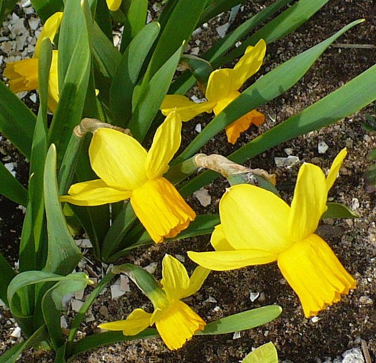 Photo of Cyclamineus Daffodil (Narcissus 'Jetfire') uploaded by HemNorth