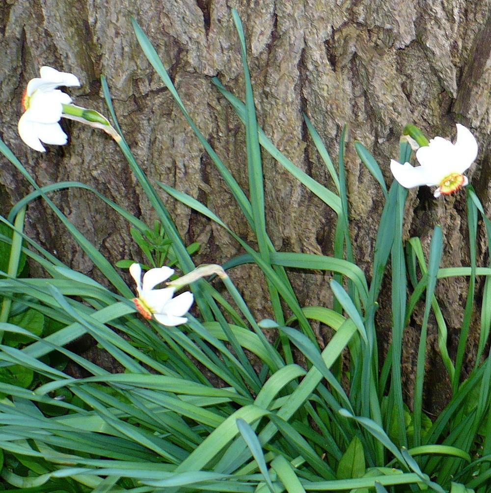 Photo of Species Daffodil (Narcissus poeticus subsp. poeticus) uploaded by HemNorth