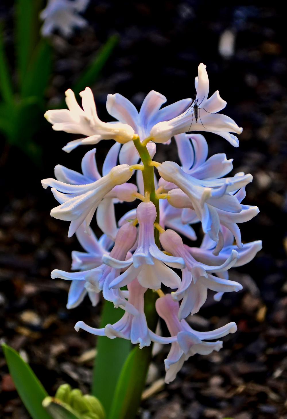 Photo of Hyacinths (Hyacinthus) uploaded by dawiz1753