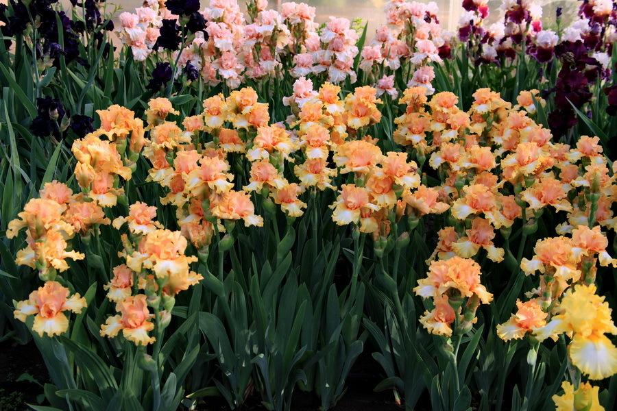 Photo of Tall Bearded Iris (Iris 'Chariots of Fire') uploaded by dimson67