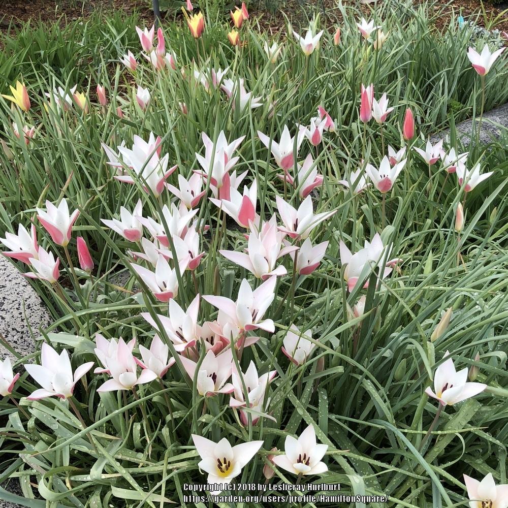 Photo of Lady Tulip (Tulipa clusiana 'Lady Jane') uploaded by HamiltonSquare