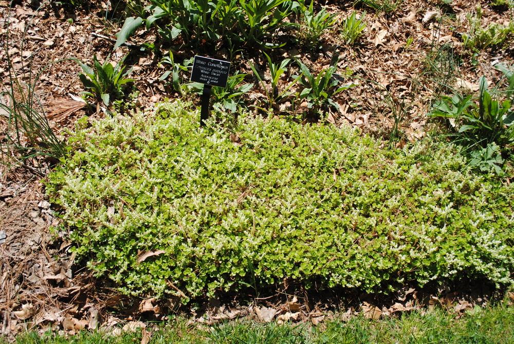 Photo of Woodland Stonecrop (Sedum ternatum) uploaded by ILPARW