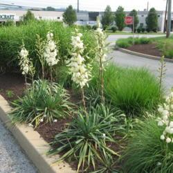 Location: Downingtown, Pennsylvania
Date: 2008-06-14
plants in a driveway island