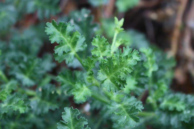 Photo of Celery Scented Pelargonium (Pelargonium ionidiflorum) uploaded by RuuddeBlock