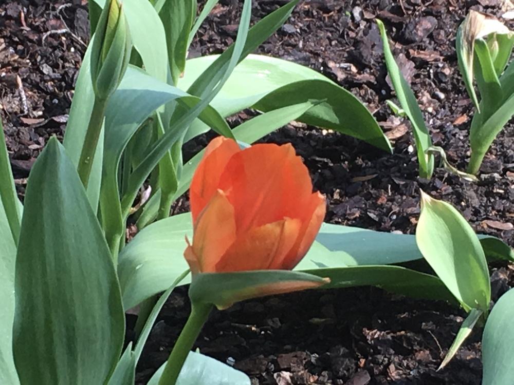 Photo of Fosteriana Tulip (Tulipa 'Orange Emperor') uploaded by lilpod13