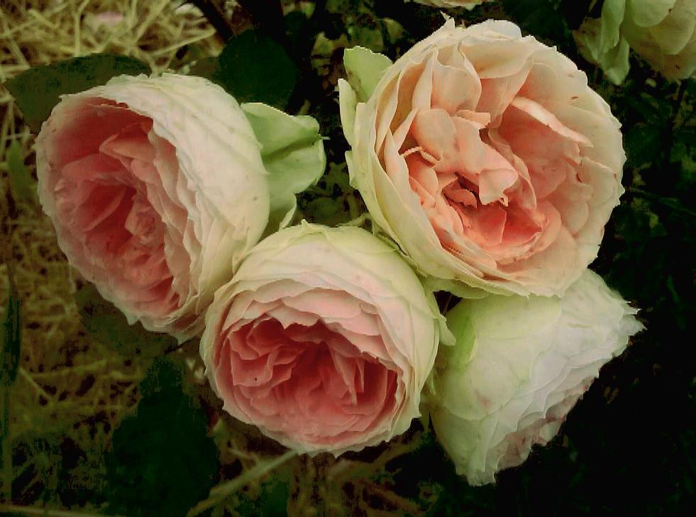Photo of Shrub Rose (Rosa 'Pompon Flower Circus') uploaded by manueldalmeida