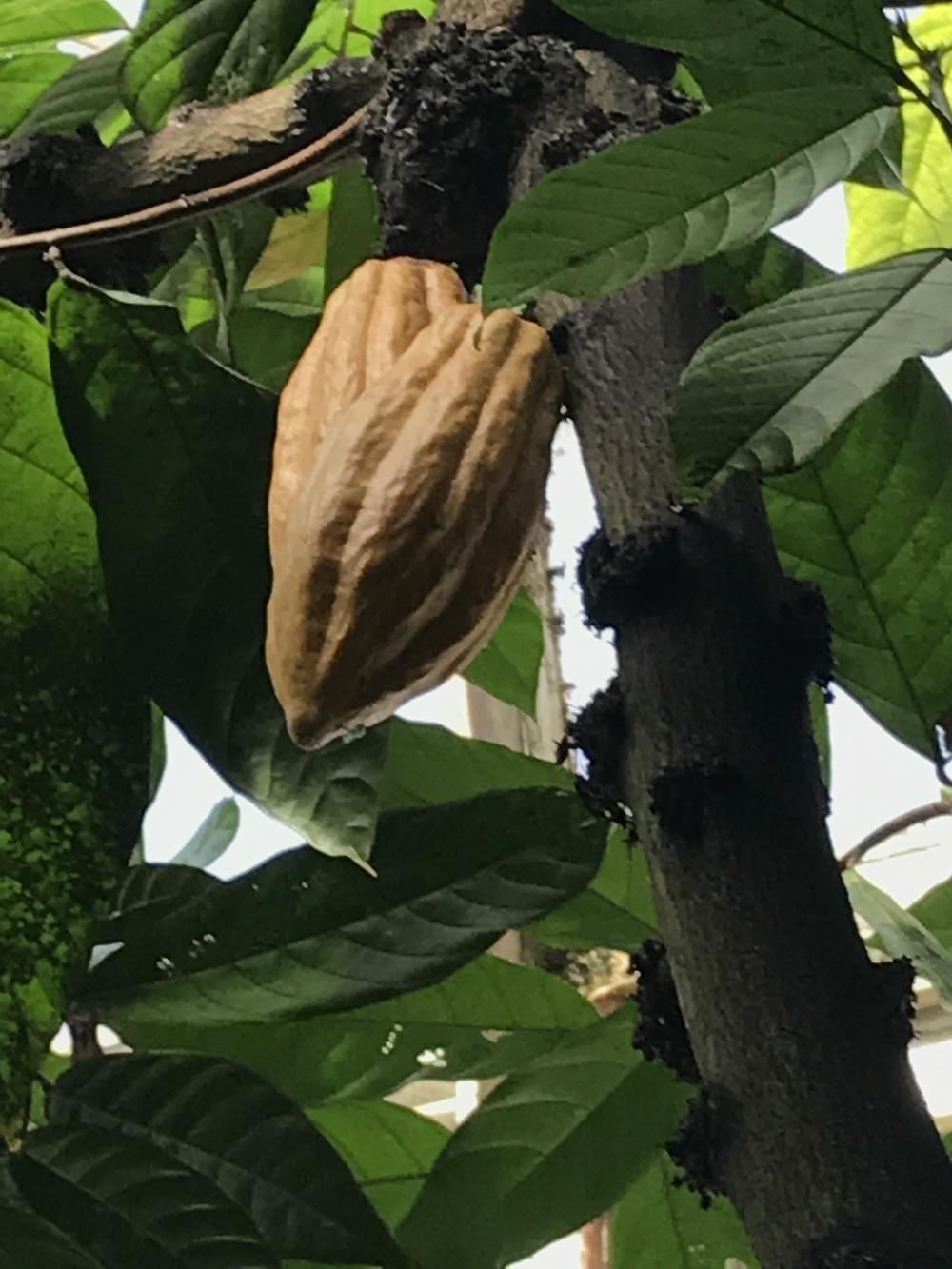 Photo of Cocoa Tree (Theobroma cacao) uploaded by bxncbx