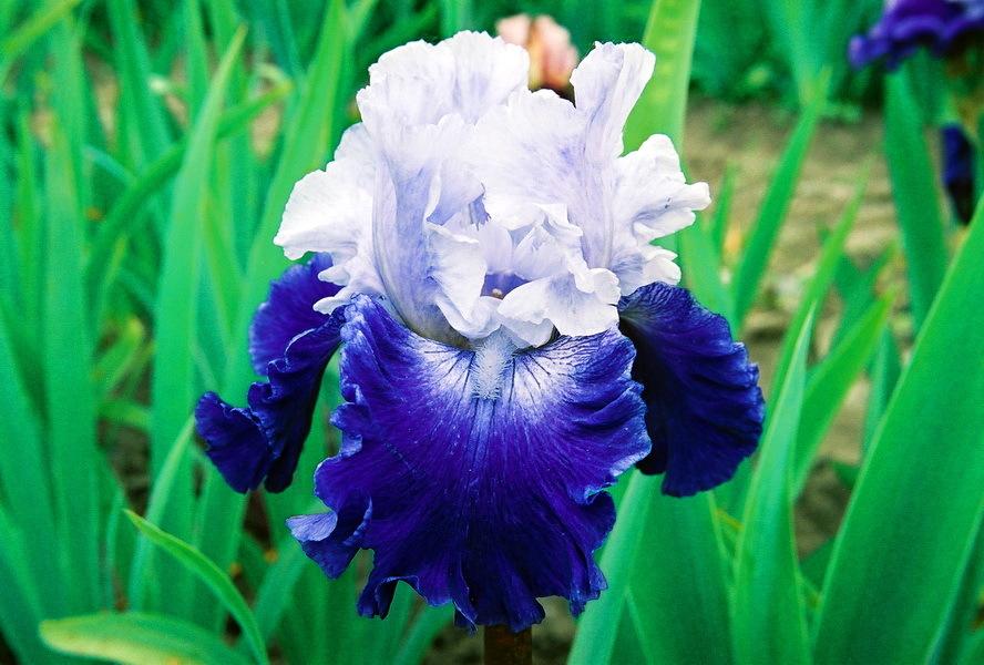 Photo of Tall Bearded Iris (Iris 'Cross Current') uploaded by dimson67