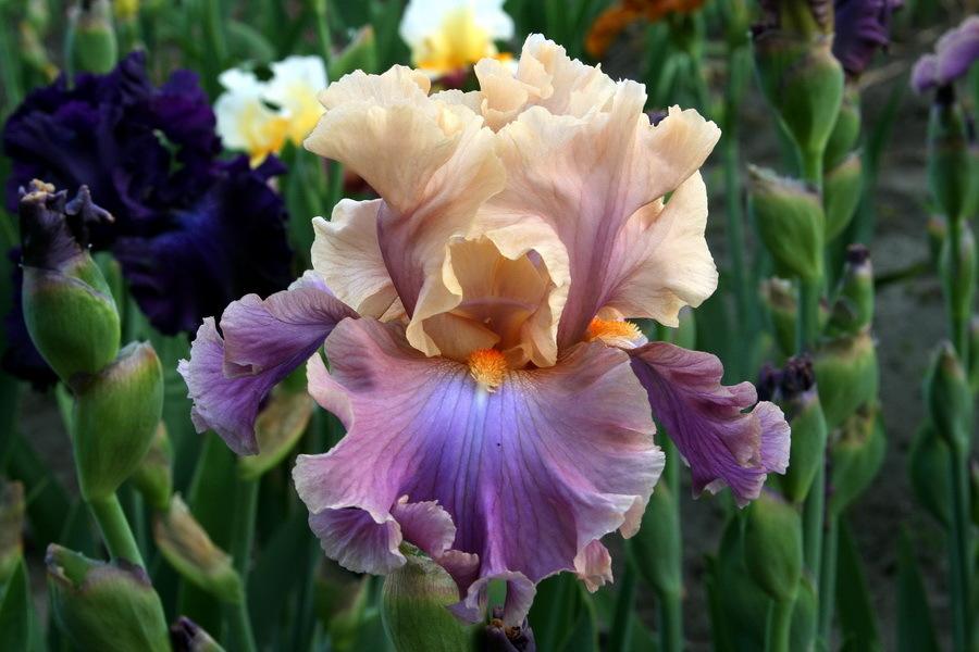 Photo of Tall Bearded Iris (Iris 'Chasing Rainbows') uploaded by dimson67