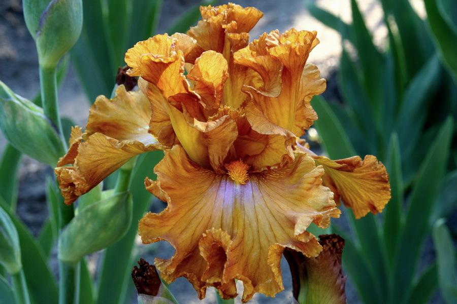 Photo of Tall Bearded Iris (Iris 'Erotic Touch') uploaded by dimson67