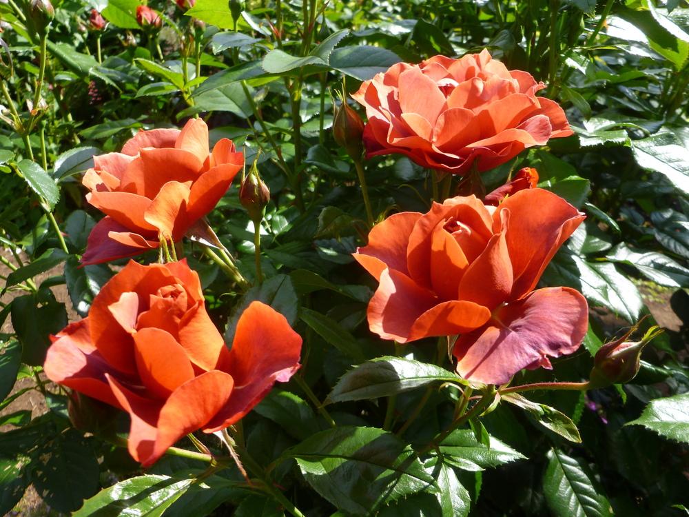 Photo of Rose (Rosa 'Hot Cocoa') uploaded by gardengorilla97306