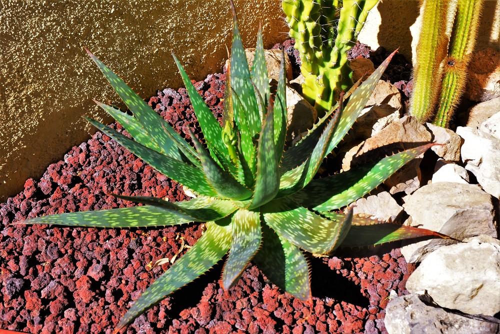 Photo of Soap Aloe (Aloe maculata) uploaded by lasertrimguy