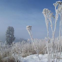 Location: Garfield, WA
Date: 2008-02-17
Tansy stalks dried and frozen in the winter.